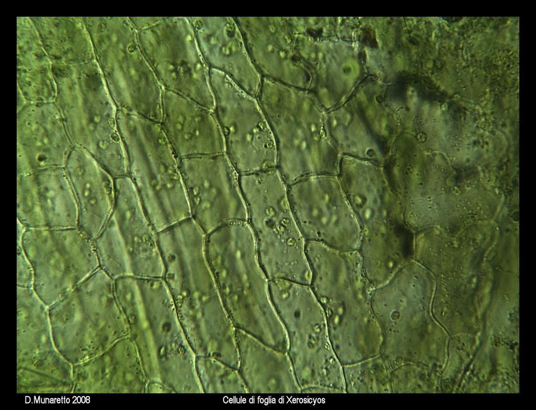 Cellule di foglia di Xerosicyos